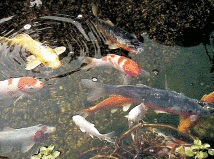 Koiteich Gartenteich mit Fischen